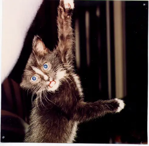 Sneakers the kitten hanging on
