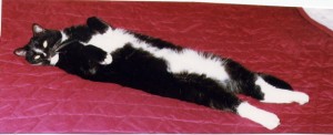 sprawling kitten