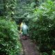 monteverde cloud forest