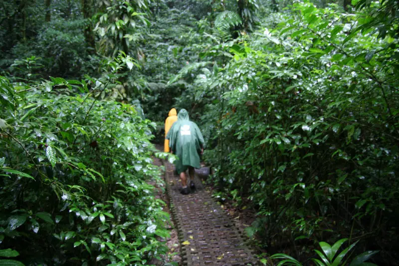 monteverde rain forest