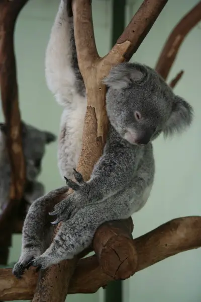 austrailian animals photo essay