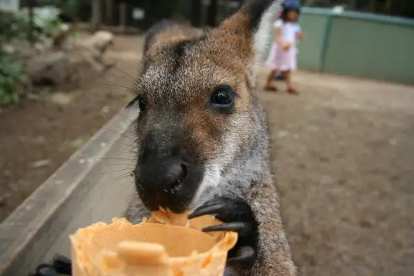 austrailian animals photo essay