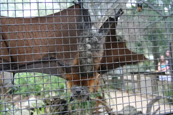 Fox Bat