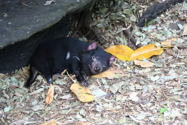 Tasmanian Devil!
