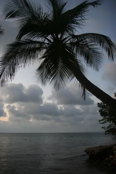 Peaceful Palm
