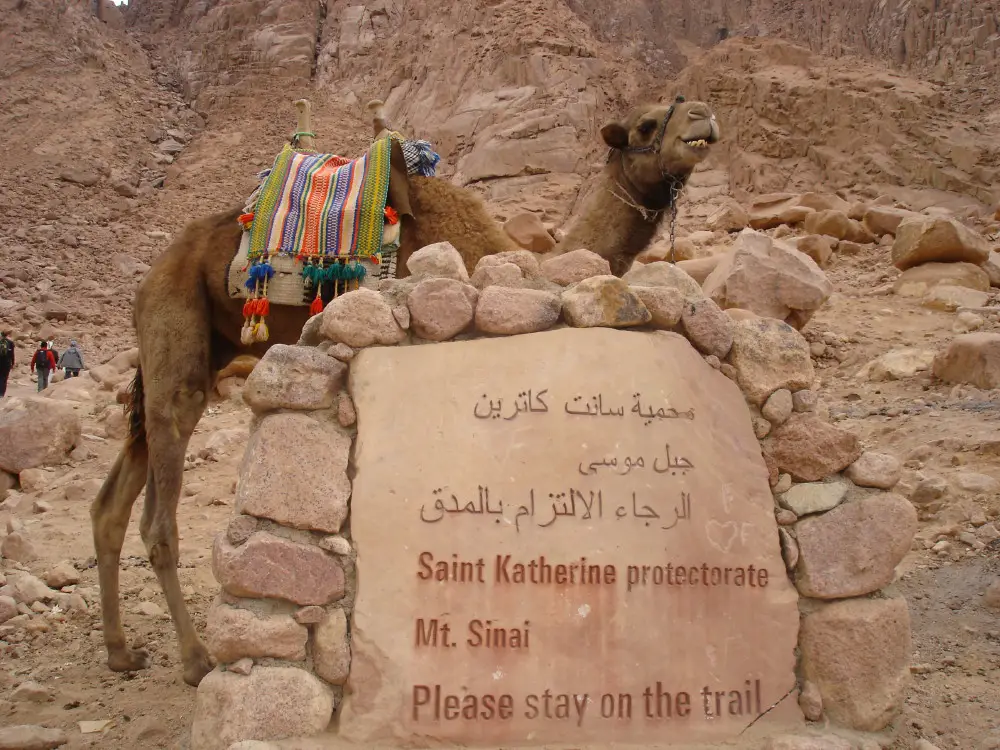 A Welcome from Mr Camel