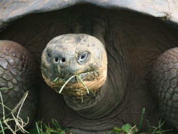 Tortoises in Galapagos