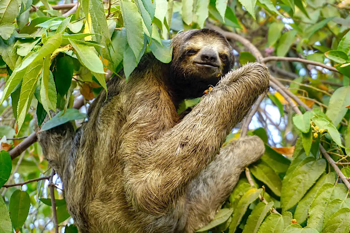 sloth in Centennial Park