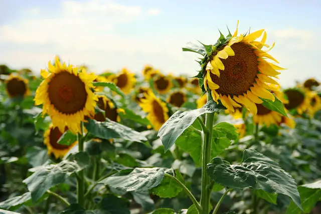 Sunflowers USA