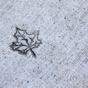 Cement Leaf