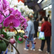 Flower Market Hong Kong