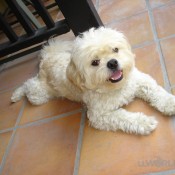 Dog Sitting Hollywood