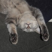 Cat Sitting in NYC