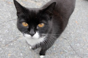 Meow Hunkabunka - Shelburne, Nova Scotia