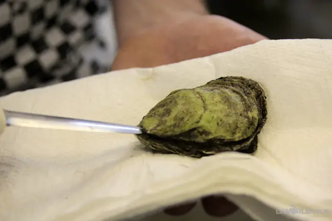 How to shuck an oyster