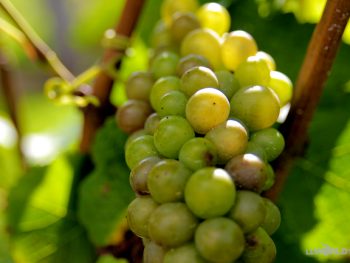 Vineyard Grapes