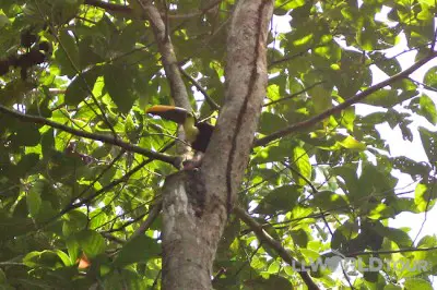 Toucan in Corcovado