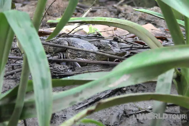 Mini-Croc in the Mangroves!