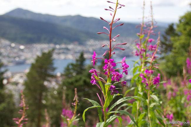 Bergen Flowers