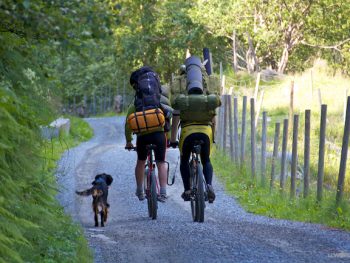 Bikes and Dog