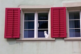 Kitty in the Window