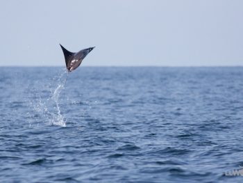 Jumping Manta Ray