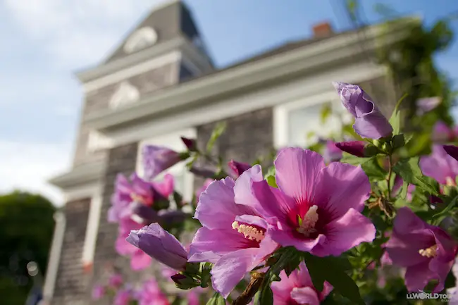 Chatham Cape Cod Flowers