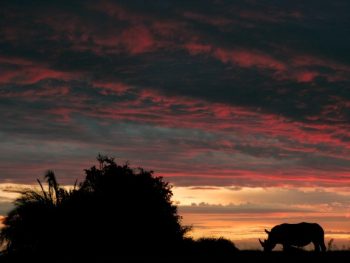 rhino-african-sunset-Beverly-Joubert