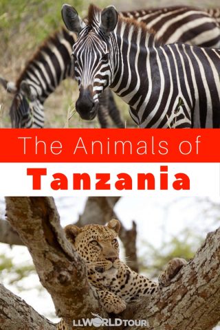 Animals of Tanzania