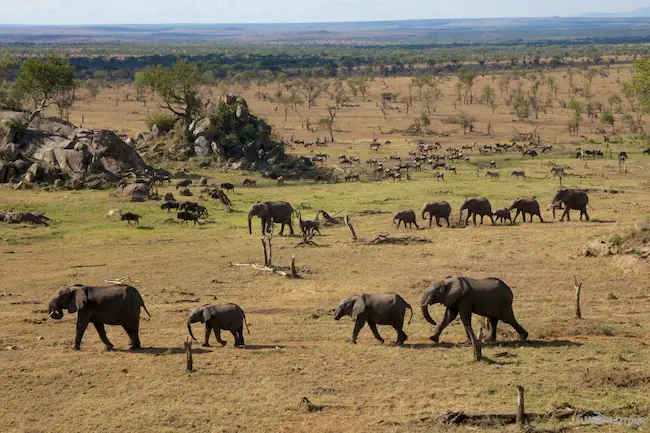 Four Seasons Serengeti Elephants