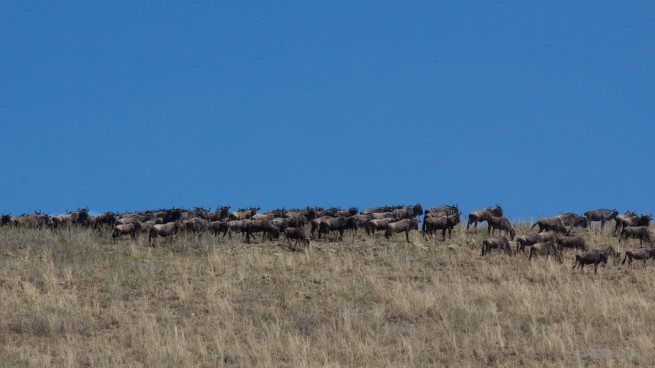 Ngorongoro Crater Wildebeest