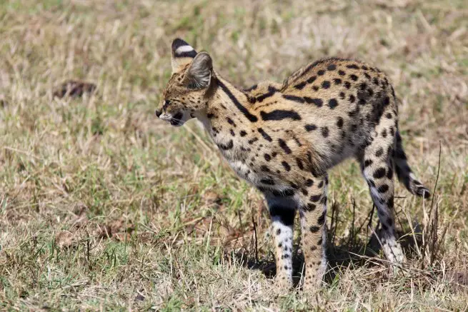 Serval Cat