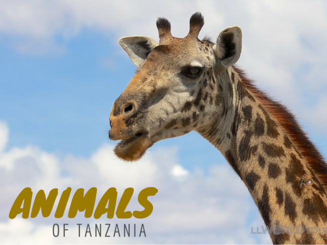 Animals of Tanzania