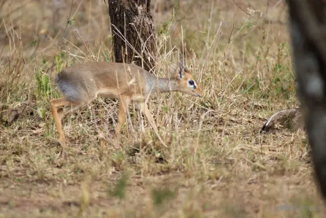 Dik-Dik in the Sergengeti