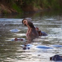 Hippo Pool Serengeti
