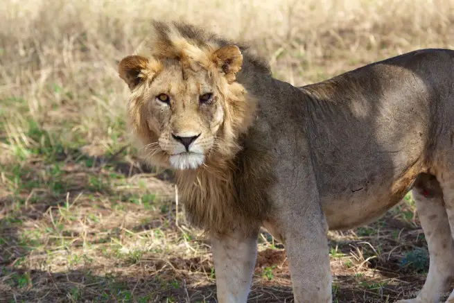 Lion Tarangire