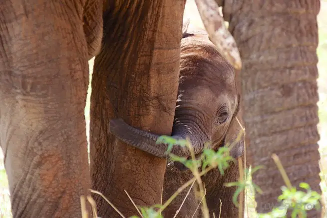 Baby Elephant Tanzania