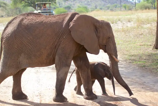 Tarangire Park Elephants