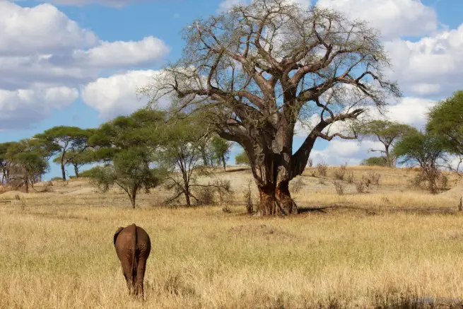 Tarangire Park Boabab