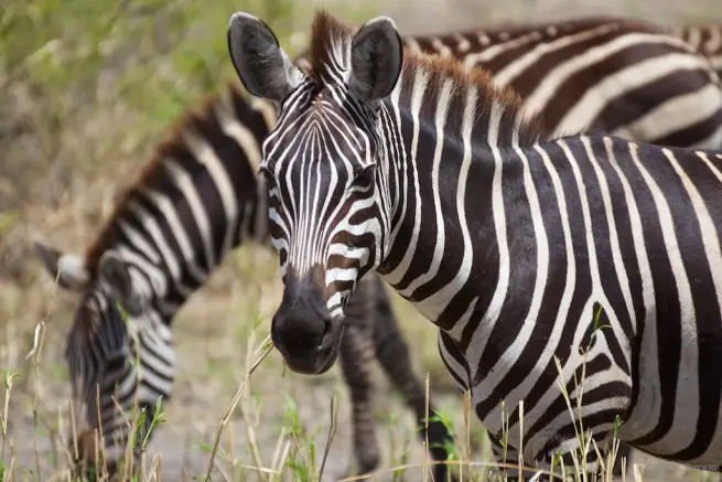 Zebras in the Serengeti