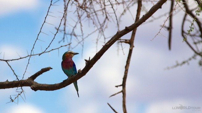 Lilac Breasted Roller