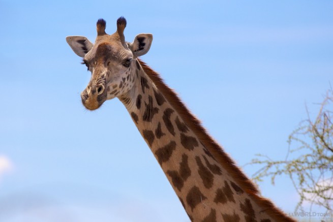 Giraffe Tanzania