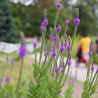 lincoln park gardens
