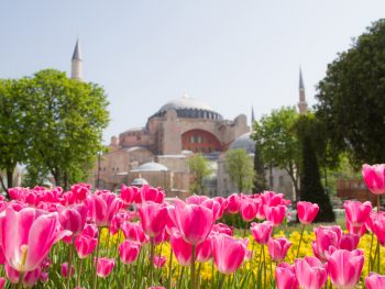 Istanbul Tulips