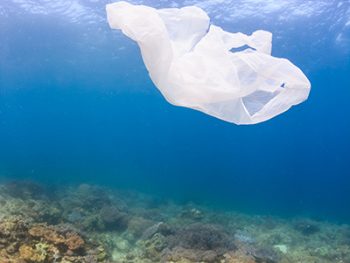 Plastic_Bag_Coral_Reef