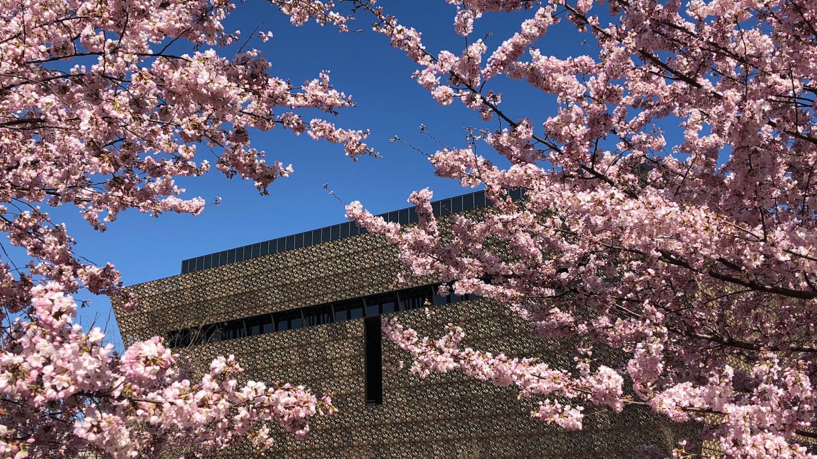 cherry-blossoms-naamhc