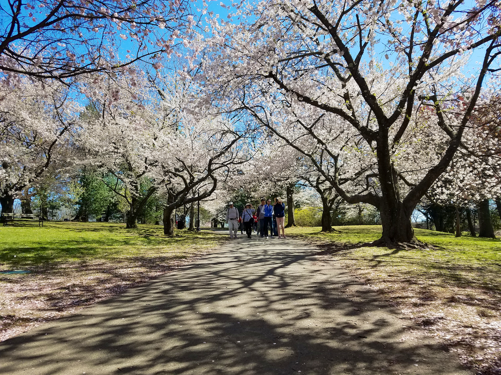 Newark Cherry Blossoms