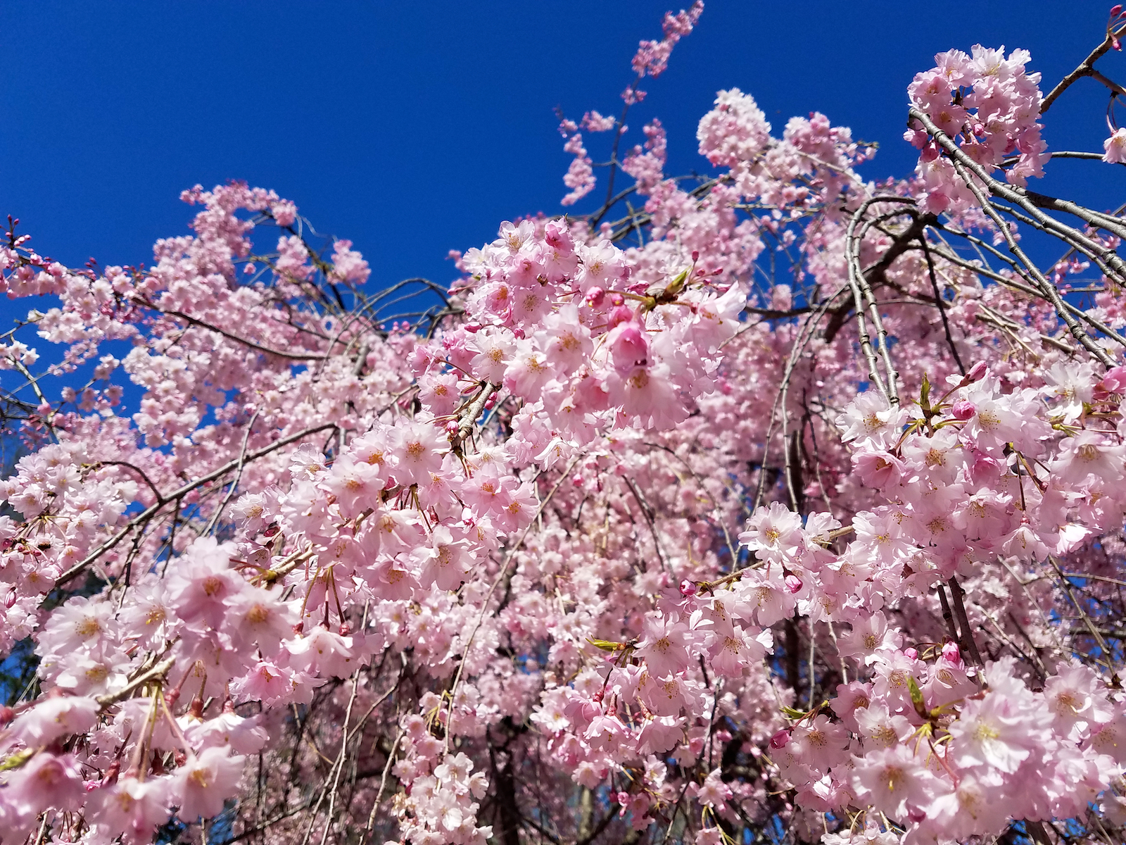 Newark Cherry Blossom