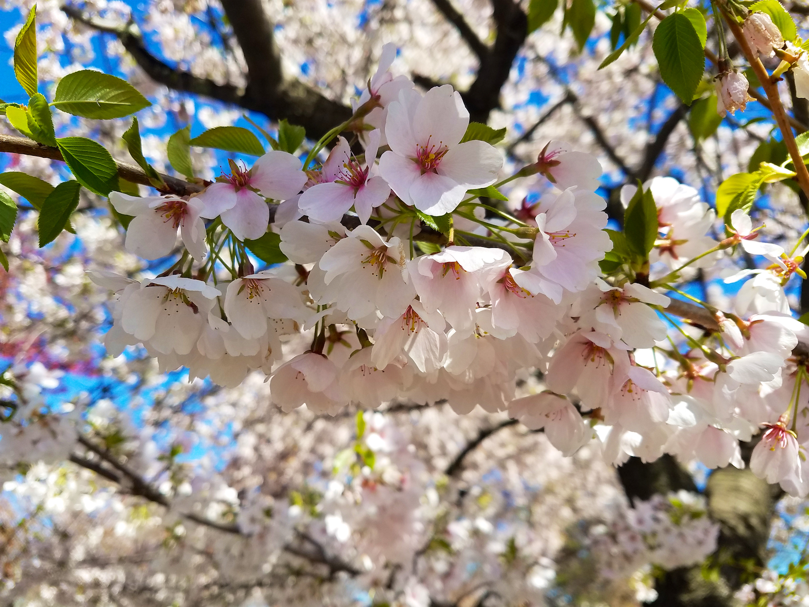 Newark Cherry Blossom