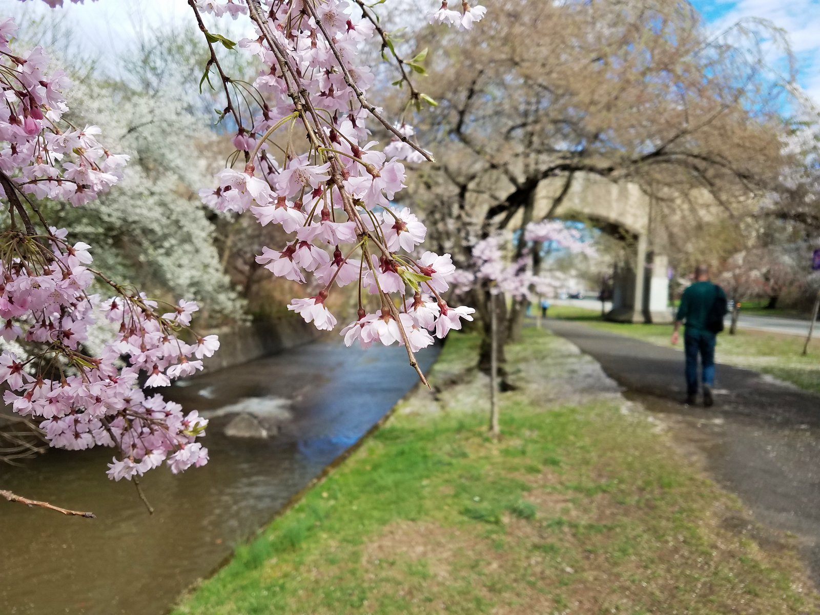See the Newark Cherry Blossoms in Branch Brook Park